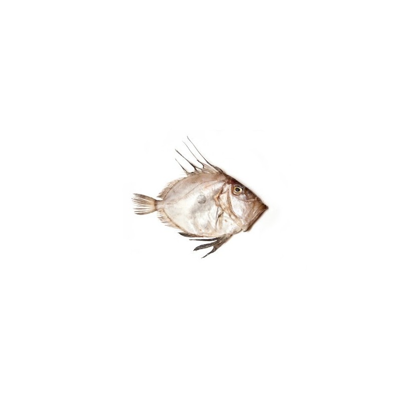 Ryba Św. Piotra "Piotrosz", z Francji ok. 2-3 kg/szt Ryba Św. Piotra "Piotrosz", z Francji ok. 2-3 kg/szt