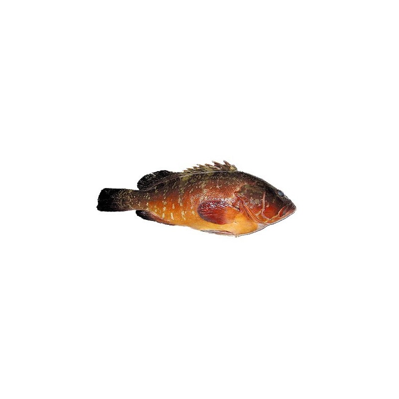 Granik wielki, ok. 3 - 5 kg. / szt. Granik wielki, ok. 3 - 5 kg. / szt.